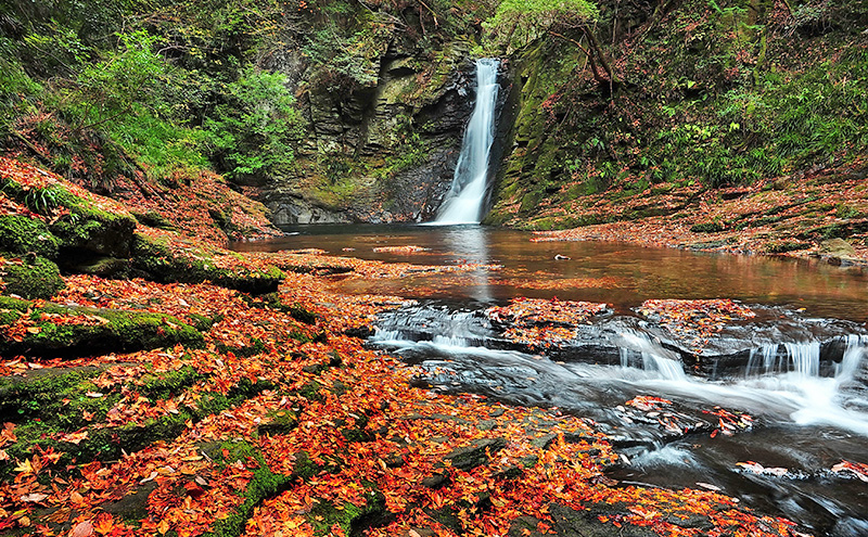 【光と水の幻想体験】赤目四十八滝招待券（1名様）| チケット 券 お出かけ 体験