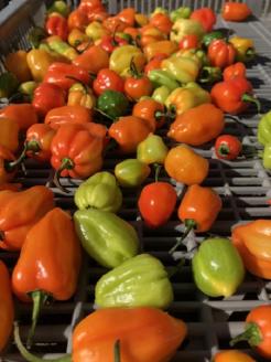 <テレビで紹介されました> 熊野唐辛子ギフト⑦ (一味唐辛子(ハバネロ)2本＋生唐辛子) 希少 国産唐辛子 唐辛子 辛い 辛党 からい 一味 調味料 ハバネロ 三重県 熊野市 熊野【kmng0008】