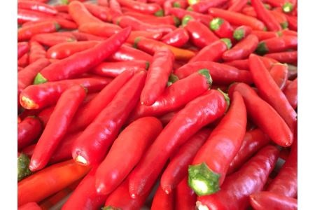 <テレビで紹介されました> 熊野唐辛子ギフト③ (一味唐辛子(プサジュエラ)1本+一味唐辛子(プリッキーヌ)1本＋生唐辛子) 希少 国産唐辛子【kmng0018】