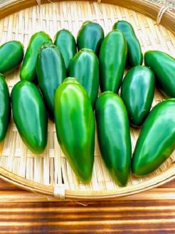 <テレビで紹介されました> 熊野唐辛子ギフト⑮ (一味唐辛子(ハラペーニョ)1本＋一味唐辛子(プリッキーヌ)1本+生唐辛子) 希少 国産唐辛子【kmng0021】