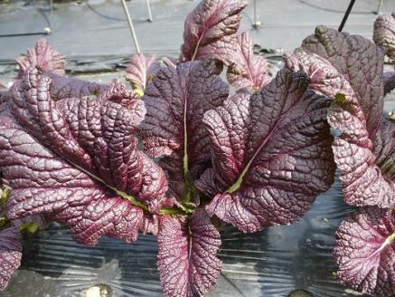 熊野特産　たかな漬「めはり」100g×30袋【astk0010】