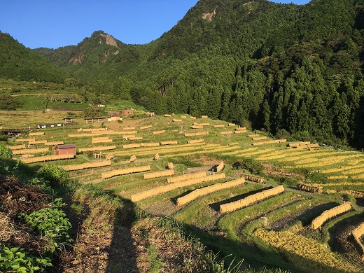 丸山千枚田を守る会会員権（令和８年度）【snmr0004】