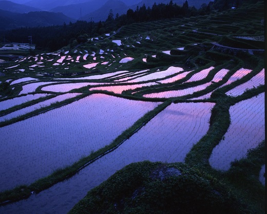【棚田オーナー】丸山千枚田オーナー会員権（令和７年度）【snmr0001】