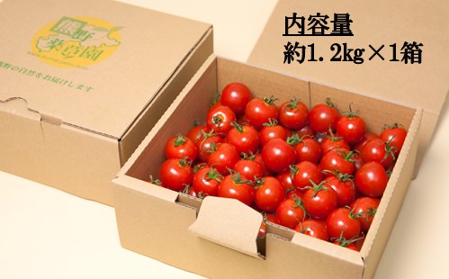 【2026年1月以降配送】熊野薬草園のミニトマト（1.2kg） トマト ミニトマト 熊野 予約受付【kmys0001】