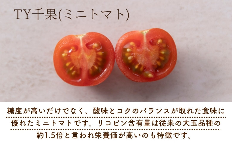 【2026年1月以降配送】熊野薬草園のミニトマト（1.2kg×2箱） トマト ミニトマト 熊野 予約受付【kmys0002】