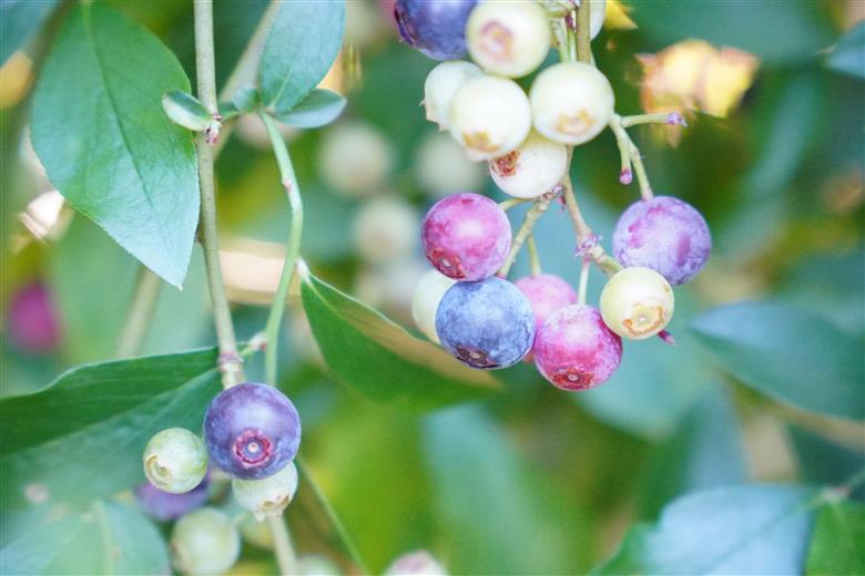 無農薬 童集乃村 ブルーベリー 生果 1kg 【2026年8月1日以降より順次発送いたします。】 フルーツ 果物 くだもの スムージー ジャム 朝食 デザート 特産品 人気 国産 旬 三重県 熊野市【mnak0001A】