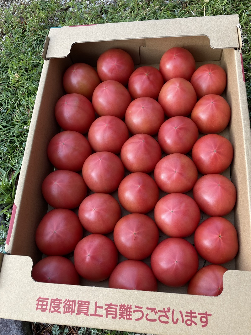 【先行予約】熊野市産 仲良し夫婦の ま～るんトマト 2.5kg【mrmn0002】