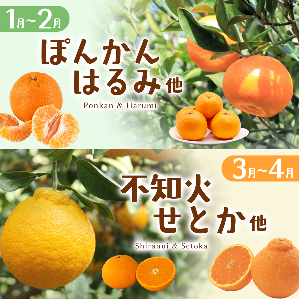 自然塾 季節の柑橘詰合せ 約3.5㎏ みかん ミカン 温州みかん フルーツ 果物 くだもの 柑橘 不知火 せとか 果物セット フルーツセット 甘い 濃厚 産地直送 数量限定 人気 国産 三重県 熊野市【szjk0003】