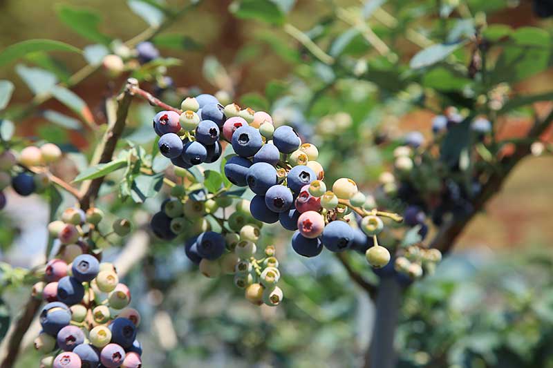 冷凍 ブルーベリー 3kg 急速冷凍 フルーツ 果物 くだもの スムージー ジャム 朝食 デザート 特産品 人気 国産 旬 金山パイロットファーム 三重県 熊野市【knpr0011】