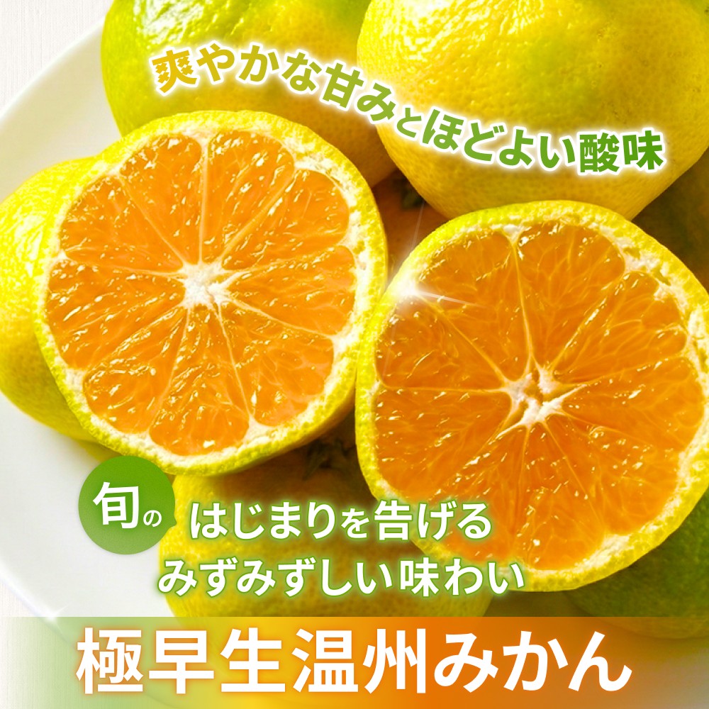 みかん 金山パイロットファームの 温州みかん 5㎏ 極早生(青切り) みかん ミカン 温州みかん 極早生 極早生みかん フルーツ 果物 くだもの 柑橘 産地直送 数量限定 人気 国産 三重県 熊野市【knpr0012A】