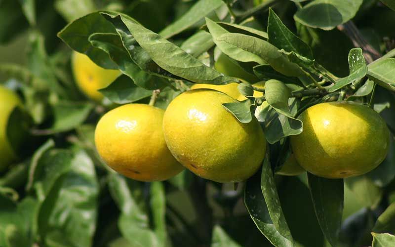 みかん 金山パイロットファームの 温州みかん 10㎏ 極早生(青切り) みかん ミカン 温州みかん 極早生 極早生みかん フルーツ 果物 くだもの 柑橘 産地直送 数量限定 人気 国産 三重県 熊野市【knpr0013】