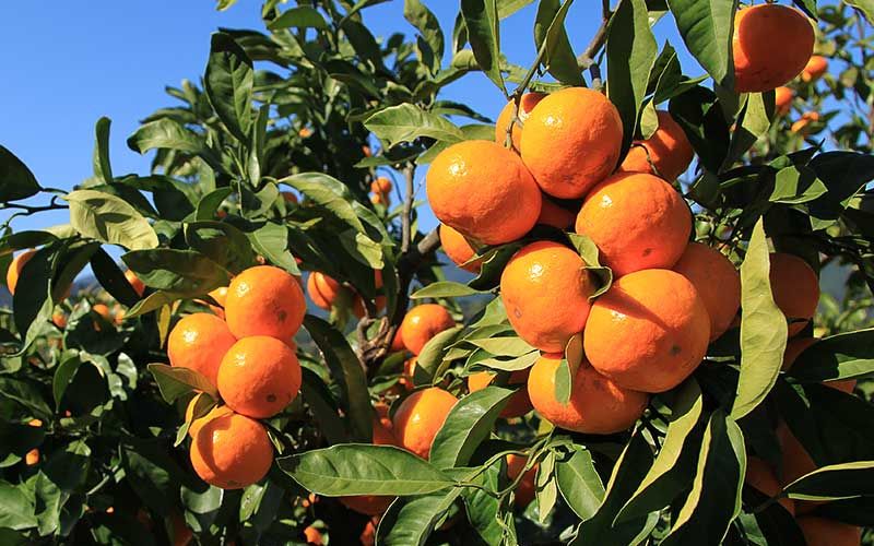 【12月10日受付終了！】<テレビで紹介されました> 金山パイロットファーム 温州みかん 10㎏ (早生) みかん ミカン 温州みかん【knpr0015】