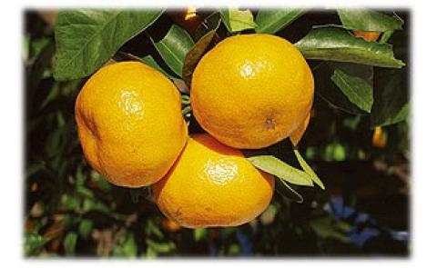 みかんストレートジュース「くまのそだち」（白ラベル）3本【knpr0001】