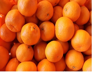 【数量限定】金山パイロットファームの ポンカン 8kg みかん ミカン 蜜柑 柑橘 フルーツ 果物 くだもの 旬 産地直送 三重県 熊野市【knpr0017】