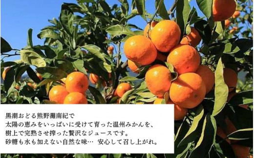 みかんストレートジュース「くまのそだち」（白ラベル）6本【knpr0002】