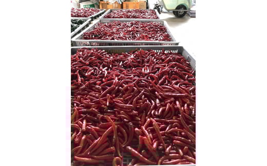 <テレビで紹介されました> 【熊野唐辛子】プサジュエラ 粉末 1000g 希少 国産唐辛子【kmng0003】