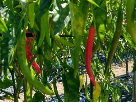 <テレビで紹介されました> 熊野生唐辛子 150ml×1本 希少 国産唐辛子 おためし 熊野【kmng0030】