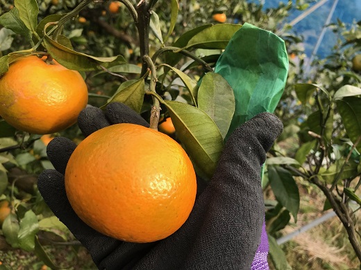 【2026年4月よりお届け！】先行予約【アタシカ果樹】 熊野新鹿産カラマンダリン(4.5kg) 柑橘 くだもの フルーツ みかん 熊野【atkj0002】