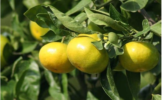 みかん 金山パイロットファームの 極早生温州みかん 3kg 【2026年9月下旬から順次発送】 みかん ミカン 温州みかん 極早生 極早生みかん フルーツ 果物 くだもの 柑橘 産地直送 数量限定 人気 国産 三重県 熊野市【knpr0018】