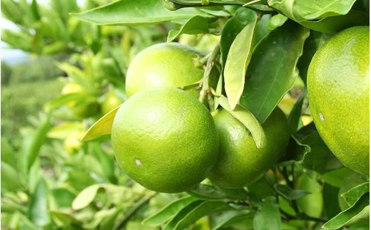 【数量限定】みなと農園のみえ紀南一号 (超極早生)  約5kg 2S～Lサイズ混合 マルチ栽培 【2026年9月中旬頃〜順次発送】 みかん ミカン 蜜柑 温州みかん 温州ミカン 柑橘 フルーツ 果物 くだもの 甘い 旬 人気 産地直送 三重県 熊野市【mntf0001】