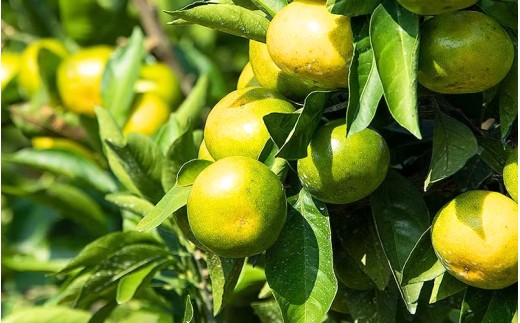 【数量限定】みなと農園の極早生温州みかん  約5kg 2S～Lサイズ混合 マルチ栽培 【2026年10月上旬頃〜順次発送】 みかん ミカン 蜜柑 温州みかん 温州ミカン 柑橘 フルーツ 果物 くだもの 極早生 甘い 旬 人気 産地直送 三重県 熊野市【mntf0003】