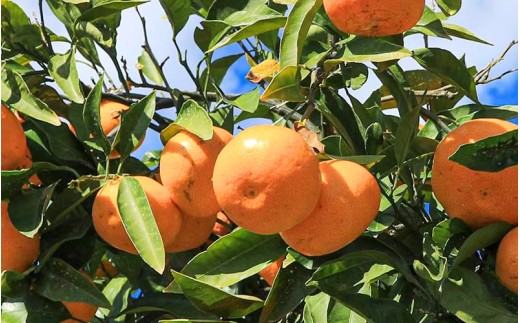 【数量限定】みなと農園の味3号 温州みかん  約5kg 2S～Lサイズ混合 【2026年10月中旬頃〜順次発送】 みかん ミカン 蜜柑 温州みかん 温州ミカン 柑橘 フルーツ 果物 くだもの 極早生 甘い 旬 人気 産地直送 三重県 熊野市【mntf0005】