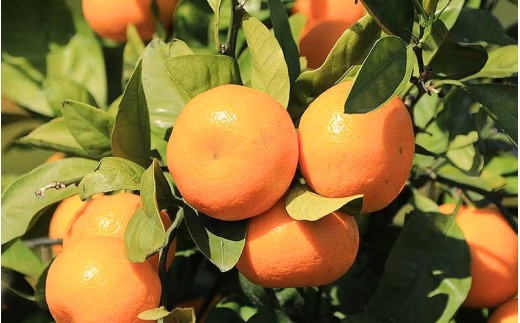 【数量限定】みなと農園の温州みかん 早生 約5kg 2S～Lサイズ混合 【2026年12月上旬頃〜順次発送】 みかん ミカン 蜜柑 温州みかん 温州ミカン 柑橘 フルーツ 果物 くだもの 甘い 旬 人気 産地直送 三重県 熊野市【mntf0009】