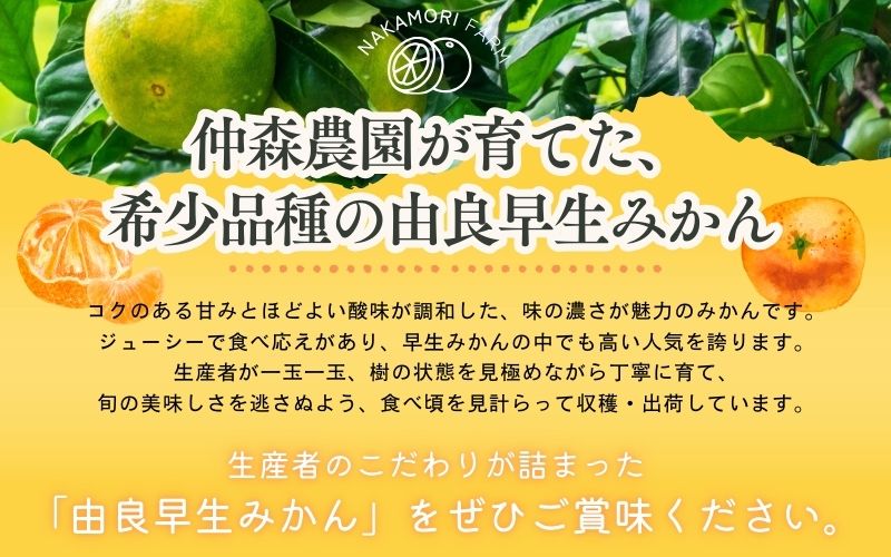 仲森農園の由良早生みかん 約3kg みかん ミカン 蜜柑 温州みかん 温州ミカン 柑橘 フルーツ 果物 くだもの 早生 甘い 旬 希少 数量限定 期間限定 産地直送 三重県 熊野市【2026年11月上旬頃～11月中旬頃に順次発送】【nkmr0019】