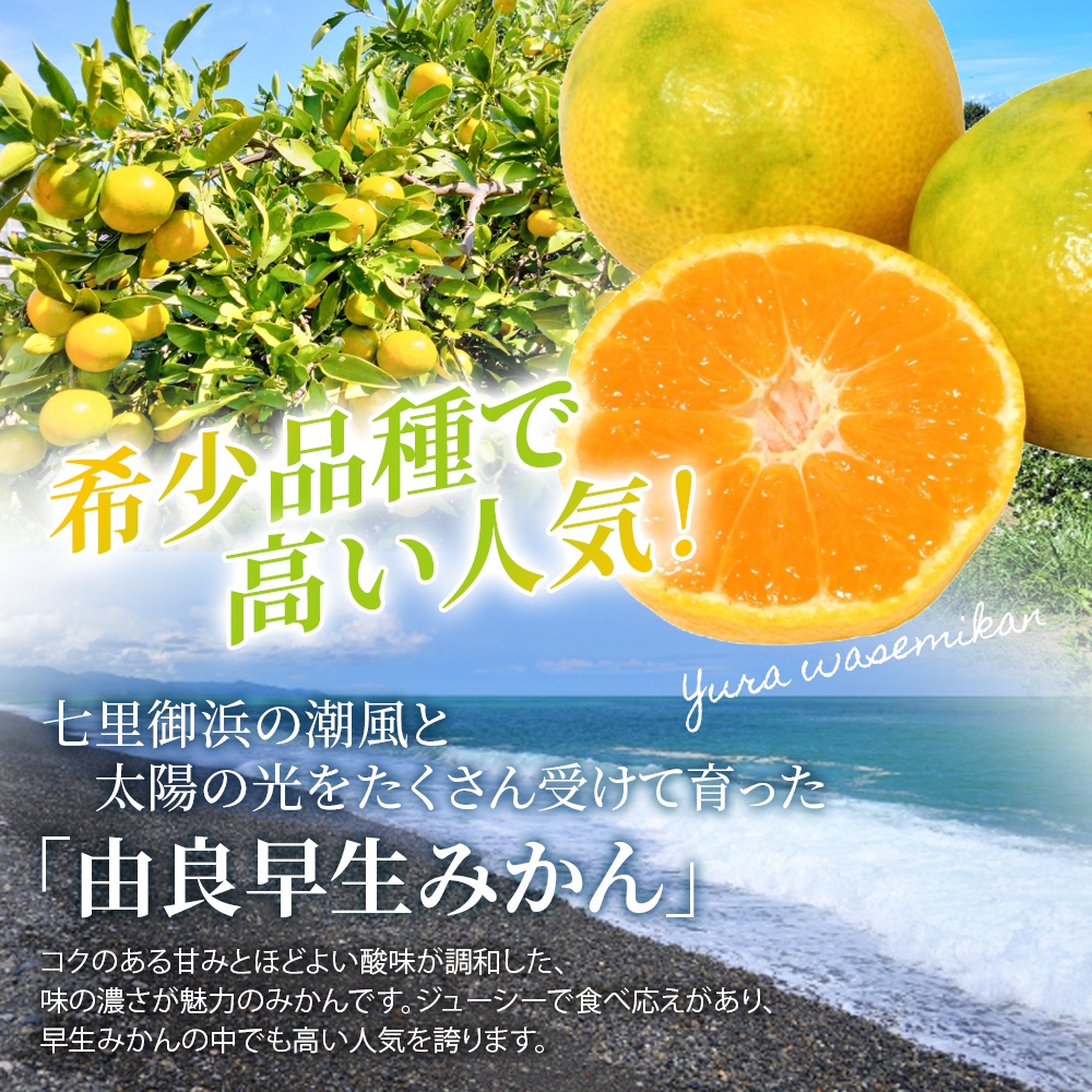 仲森農園の由良早生みかん 約3kg みかん ミカン 蜜柑 温州みかん 温州ミカン 柑橘 フルーツ 果物 くだもの 早生 甘い 旬 希少 数量限定 期間限定 産地直送 三重県 熊野市【2026年11月上旬頃～11月中旬頃に順次発送】【nkmr0019】