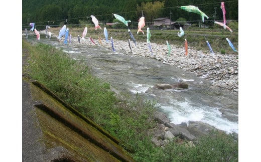 【6/22解禁！】大又川 アユ 友釣り 年券鑑札 引換券 三重県熊野市 鮎【oomg0001A】