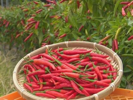 <テレビで紹介されました> 熊野生唐辛子 150ml×1本 希少 国産唐辛子 おためし 熊野【kmng0030】