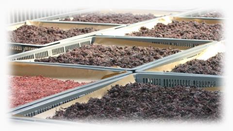 梅干し 熊野乃梅 昔ながらの梅（塩分25％）500ｇ×2Pとしそふりかけ【snby0002】