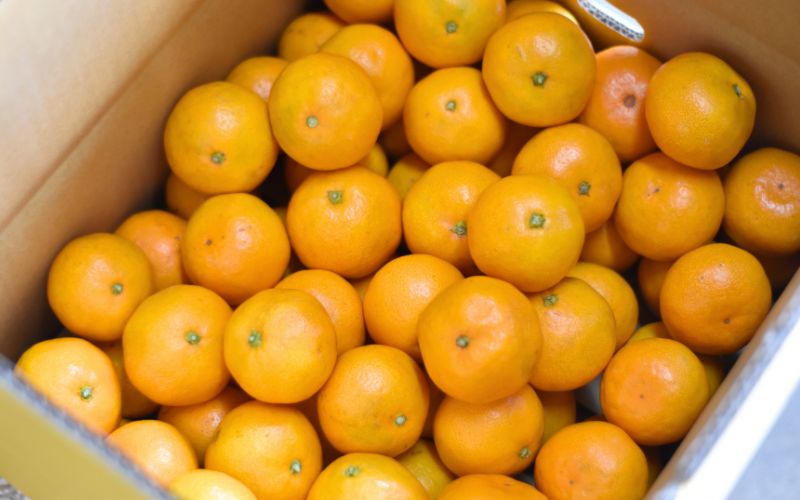 仲森農園の完熟熊野みかん 10kg【11月下旬から12月下旬で順次発送】みかん ミカン 温州みかん【nkmr0002A】