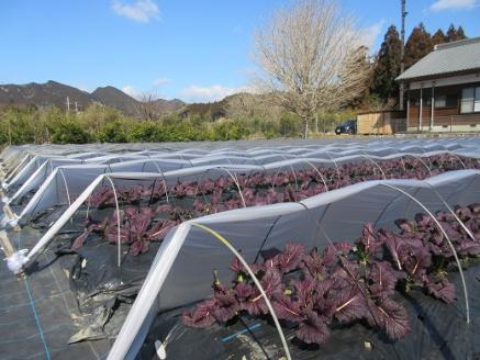 熊野特産 たかな漬「めはり」100ｇ×10袋 きざみ用100g×10袋【astk0011】