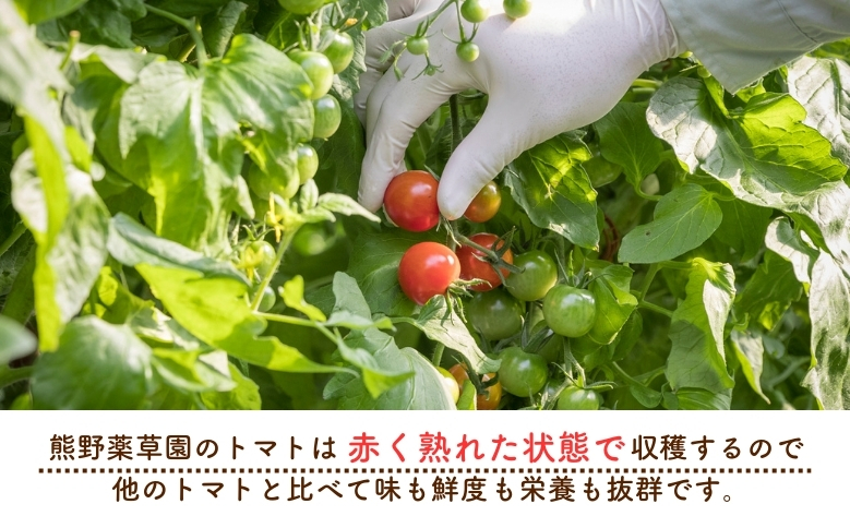 【2026年1月以降配送】熊野薬草園のミニトマト（1.2kg） トマト ミニトマト 熊野 予約受付【kmys0001】