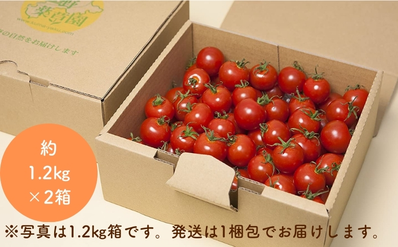 【2026年1月以降配送】熊野薬草園のミニトマト（1.2kg×2箱） トマト ミニトマト 熊野 予約受付【kmys0002】