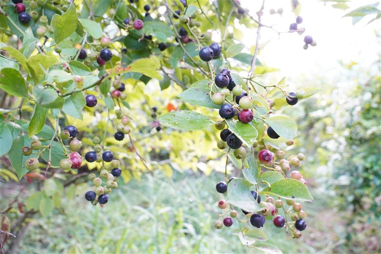 無農薬 童集乃村 ブルーベリー 生果 1kg 【2026年8月1日以降より順次発送いたします。】 フルーツ 果物 くだもの スムージー ジャム 朝食 デザート 特産品 人気 国産 旬 三重県 熊野市【mnak0001A】