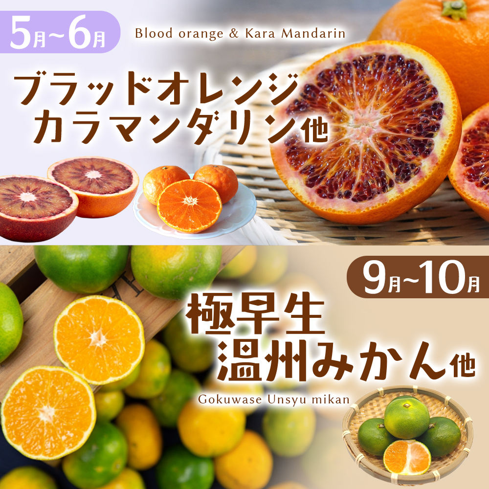 自然塾 季節の柑橘詰合せ 約4.5㎏ みかん ミカン 温州みかん フルーツ 果物 くだもの 柑橘 不知火 せとか 果物セット フルーツセット 甘い 濃厚 産地直送 数量限定 人気 国産 三重県 熊野市 【szjk0010】