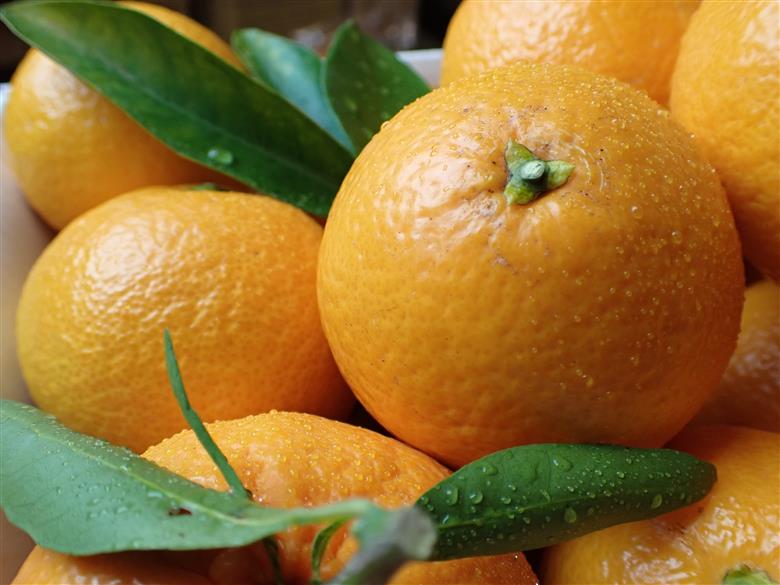 自然塾 季節のみかん＆まるごと果汁 詰合せ みかん ミカン 温州みかん フルーツ 果物 くだもの 柑橘 不知火 ポンカン みかんジュース ジュース 甘い 濃厚 産地直送 数量限定 人気 国産 三重県 熊野市 【szjk0001】