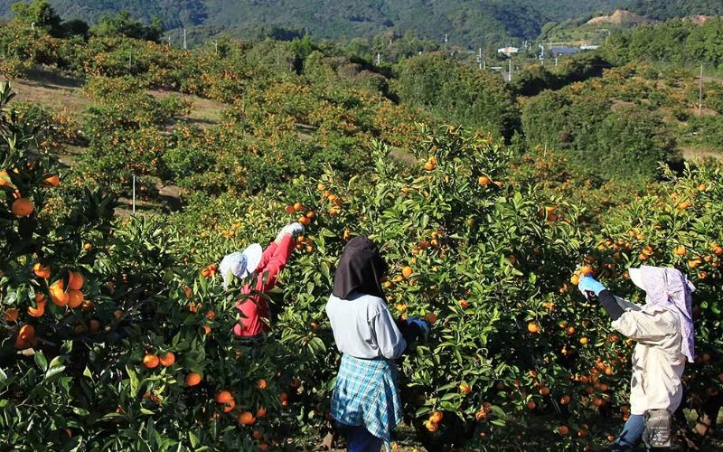 みかん 金山パイロットファームの 温州みかん 10㎏ 極早生(青切り) みかん ミカン 温州みかん 極早生 極早生みかん フルーツ 果物 くだもの 柑橘 産地直送 数量限定 人気 国産 三重県 熊野市【knpr0013】