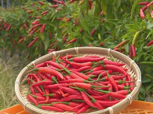 <テレビで紹介されました> 【熊野唐辛子】プリッキーヌ 乾燥 1000g 希少 国産唐辛子【kmng0004】