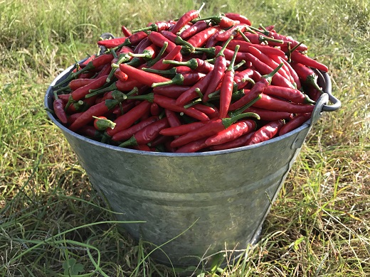 <テレビで紹介されました> 【熊野唐辛子】プリッキーヌ 粉末 1000g 希少 国産唐辛子【kmng0002】