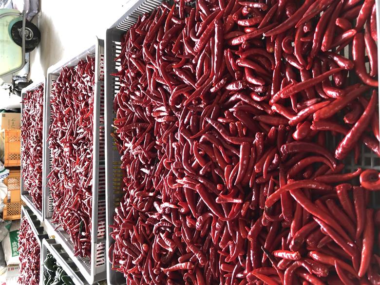 <テレビで紹介されました> 【熊野唐辛子】プサジュエラ 乾燥 1000g 希少 国産唐辛子【kmng0005】