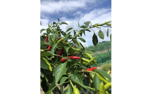 <テレビで紹介されました> 熊野ドレッシング３本 ドレッシング 唐辛子 和風【kmng0013】