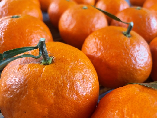 【2026年4月よりお届け！】先行予約【アタシカ果樹】 熊野新鹿産カラマンダリン（３kg） 柑橘 フルーツ みかん 熊野【atkj0001】