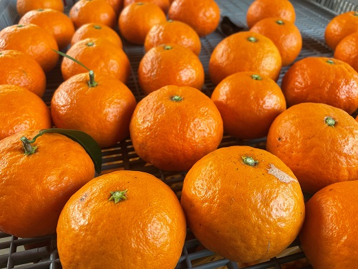 【2026年4月よりお届け！】先行予約【アタシカ果樹】 熊野新鹿産カラマンダリン(4.5kg) 柑橘 くだもの フルーツ みかん 熊野【atkj0002】