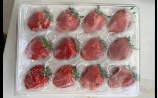 完熟朝どれいちご（よつぼし）【kmng0031】