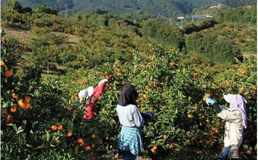 みかん 金山パイロットファームの 極早生温州みかん 3kg 【2026年9月下旬から順次発送】 みかん ミカン 温州みかん 極早生 極早生みかん フルーツ 果物 くだもの 柑橘 産地直送 数量限定 人気 国産 三重県 熊野市【knpr0018】