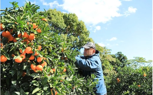 【数量限定】みなと農園の味3号 温州みかん  約10kg 2S～Lサイズ混合 【2026年10月中旬頃〜順次発送】 みかん ミカン 蜜柑 温州みかん 温州ミカン 柑橘 フルーツ 果物 くだもの 極早生 甘い 旬 人気 産地直送 三重県 熊野市【mntf0006】