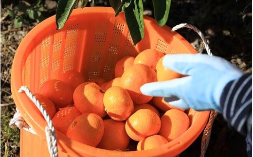 【数量限定】みなと農園の温州みかん 早生 約5kg 2S～Lサイズ混合 【2026年12月上旬頃〜順次発送】 みかん ミカン 蜜柑 温州みかん 温州ミカン 柑橘 フルーツ 果物 くだもの 甘い 旬 人気 産地直送 三重県 熊野市【mntf0009】